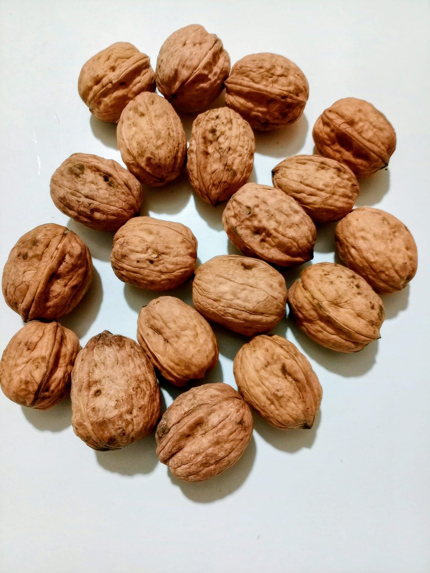 Noz transmontana (1kg)