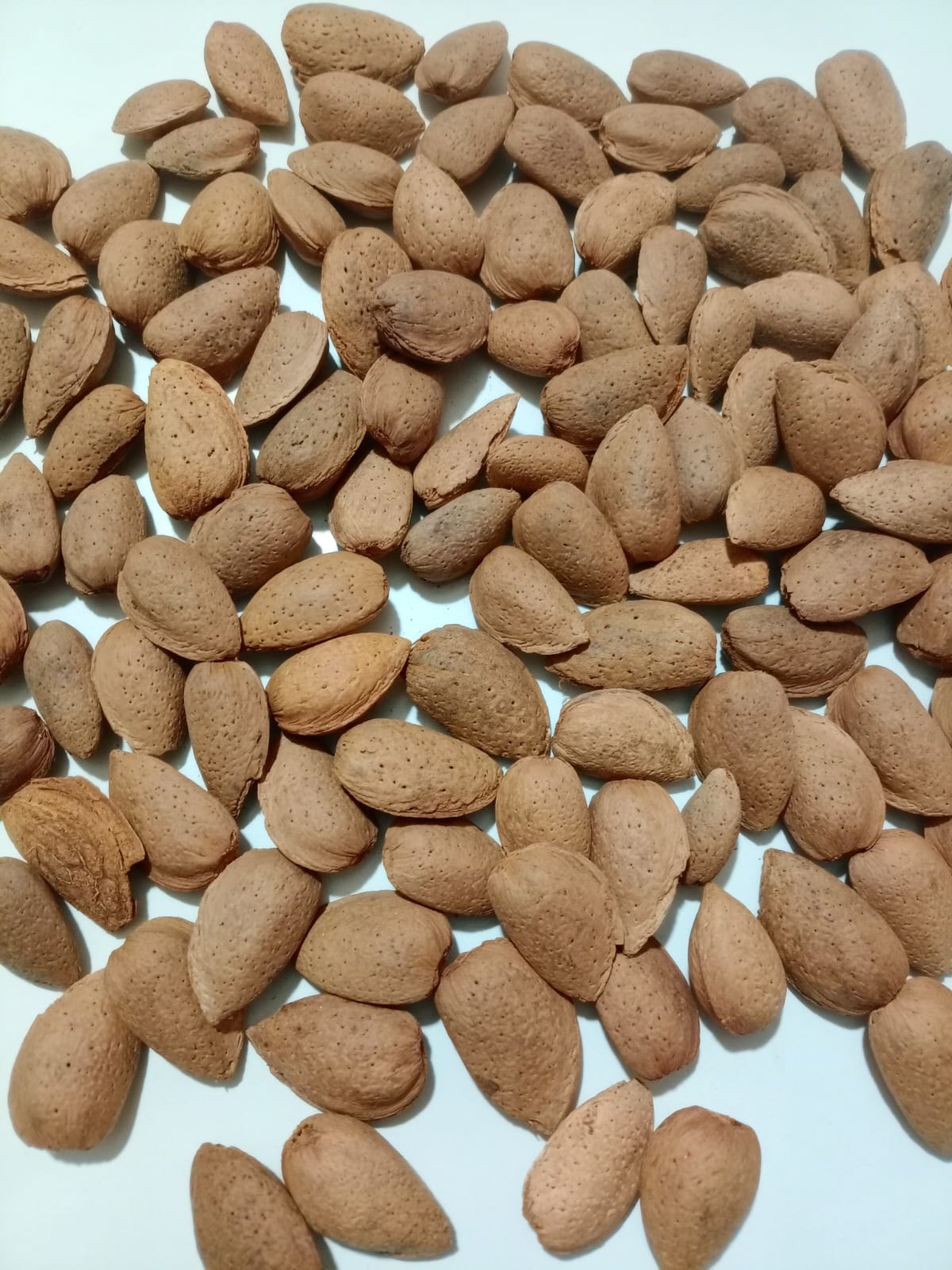 Amêndoa moderna com casca (saco 10kg)